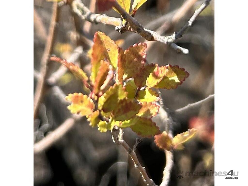 Used X Chinese Elms Ulmus Parvifolia X Chinese Elms Ulmus