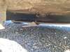 Rover Rancher Ride On Mower (Underbelly)