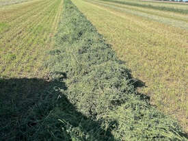 New Season 3rd Cut Quality Lucerne Hay ($/Bale) - picture0' - Click to enlarge