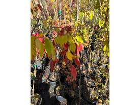 27 X JAPANESE ELM (ULMUS DAVIDIANA VAR.JAPONICA) - picture1' - Click to enlarge