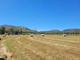 40x New Season HAY ~ Rolls of Oats & Vetch ($/bale) - picture0' - Click to enlarge