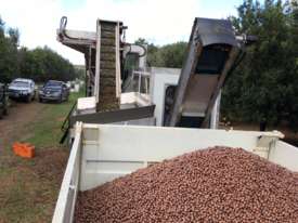 Macadamia Processing - picture0' - Click to enlarge