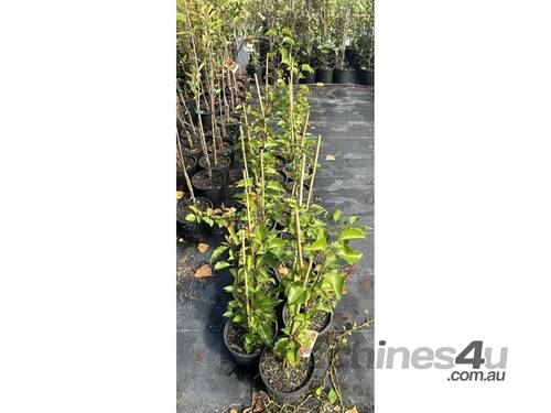 30 X MANCHURIAN PEAR (PYRUS USSURIENSIS)