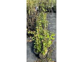 30 X MANCHURIAN PEAR (PYRUS USSURIENSIS) - picture0' - Click to enlarge