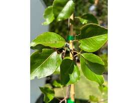 30 X MANCHURIAN PEAR (PYRUS USSURIENSIS) - picture1' - Click to enlarge