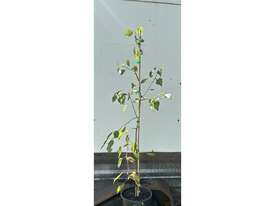 30 X MANCHURIAN PEAR (PYRUS USSURIENSIS) - picture2' - Click to enlarge