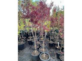 14 X CLARET ASH (FRAXINUS OXYCORPA RAYWOODII) - picture0' - Click to enlarge
