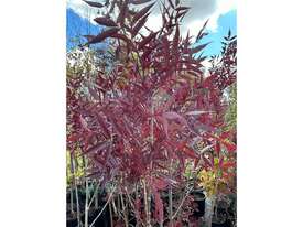 14 X CLARET ASH (FRAXINUS OXYCORPA RAYWOODII) - picture0' - Click to enlarge