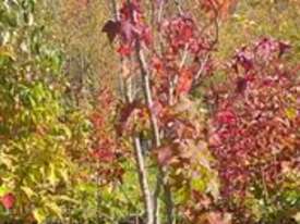 3 X LIQUIDAMBER (SWEET GUM)  - picture0' - Click to enlarge