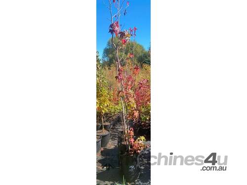 3 X LIQUIDAMBER (SWEET GUM) 