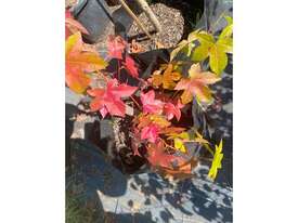 3 X LIQUIDAMBER (SWEET GUM)  - picture0' - Click to enlarge