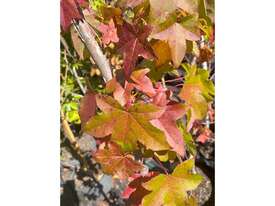 3 X LIQUIDAMBER (SWEET GUM)  - picture1' - Click to enlarge