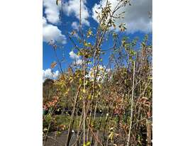9 X FRUITING PEARS - picture0' - Click to enlarge