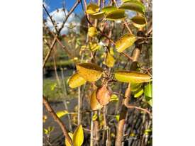 9 X FRUITING PEARS - picture1' - Click to enlarge