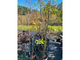 20 X MIXED FRUIT TREES - picture0' - Click to enlarge