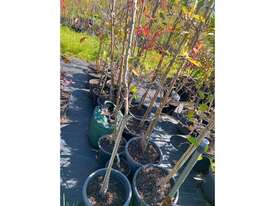 20 X MIXED FRUIT TREES - picture0' - Click to enlarge