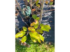 20 X MIXED FRUIT TREES - picture1' - Click to enlarge