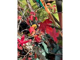 3 X LIQUIDAMBER & 1 X MANCHURIAN PEAR  - picture2' - Click to enlarge