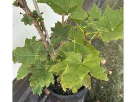 20 X NORWAY MAPLE (ACER PLATANOIDES) - picture0' - Click to enlarge
