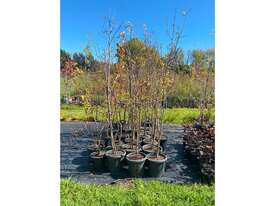 35 X HOME ORCHARD FRUIT TREES (MULBERRY, APRICOT) - picture0' - Click to enlarge