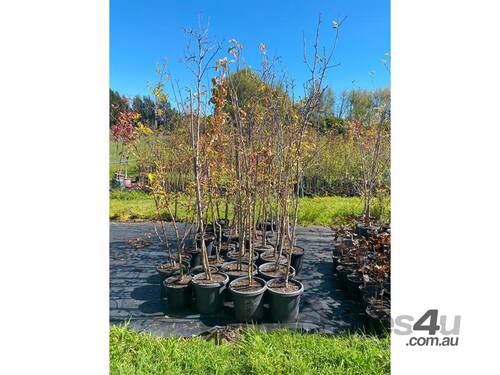 35 X HOME ORCHARD FRUIT TREES (MULBERRY, APRICOT)