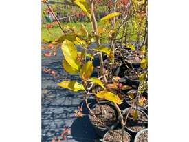 35 X HOME ORCHARD FRUIT TREES (MULBERRY, APRICOT) - picture0' - Click to enlarge