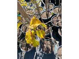 35 X HOME ORCHARD FRUIT TREES (MULBERRY, APRICOT) - picture2' - Click to enlarge