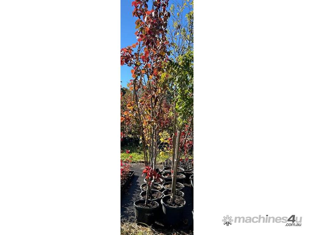 Used 12 X MIXED (GOLDEN ELM 12 X MIXED GOLDEN ELM FIELD MAPLE RUBINIA ...