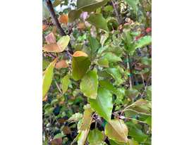 10 X MANCHURIAN ORNAMENTAL PEAR (PYRUS USSRIENSIS) - picture1' - Click to enlarge