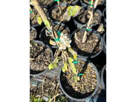 21 X SNOW PEARS (PYRUS NIVALIS) - picture0' - Click to enlarge