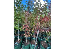 10 X MANCHURIAN ORNAMENTAL PEAR (PYRUS USSRIENSIS) - picture0' - Click to enlarge