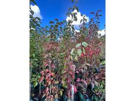 10 X MANCHURIAN ORNAMENTAL PEAR (PYRUS USSRIENSIS) - picture1' - Click to enlarge