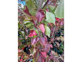 10 X MANCHURIAN ORNAMENTAL PEAR (PYRUS USSRIENSIS) - picture2' - Click to enlarge