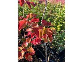 20 X ORNAMENTAL CAPITAL PEARS (PYRUS CALLERYANA) - picture0' - Click to enlarge