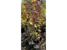 20 X MIXED TREES (TULIP, PIN OAK, CLARET ASH ETC) - picture0' - Click to enlarge