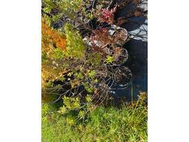 6 X MIXED TREES/SHRUBS  (EUROPEAN BEECH, ETC) - picture0' - Click to enlarge