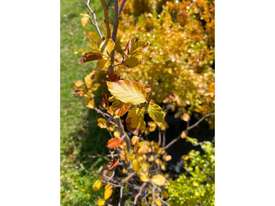 6 X MIXED TREES/SHRUBS  (EUROPEAN BEECH, ETC) - picture1' - Click to enlarge