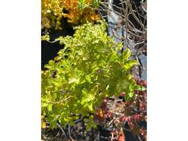 6 X MIXED TREES/SHRUBS  (EUROPEAN BEECH, ETC) - picture2' - Click to enlarge