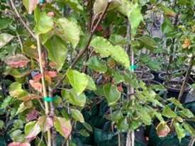 12 X MANCHURIAN ORNAMENTAL PEAR (PYRUS USSRIENSIS) - picture0' - Click to enlarge