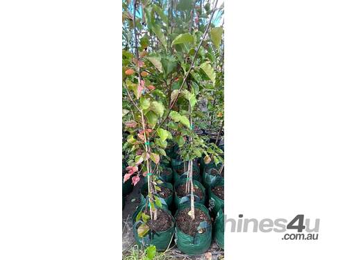 12 X MANCHURIAN ORNAMENTAL PEAR (PYRUS USSRIENSIS)