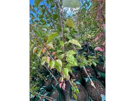 12 X MANCHURIAN ORNAMENTAL PEAR (PYRUS USSRIENSIS) - picture0' - Click to enlarge