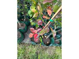 12 X MANCHURIAN ORNAMENTAL PEAR (PYRUS USSRIENSIS) - picture1' - Click to enlarge