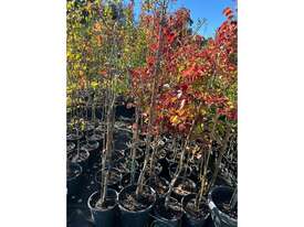 20 X ORNAMENTAL CAPITAL PEARS (PYRUS CALLERYANA) - picture0' - Click to enlarge