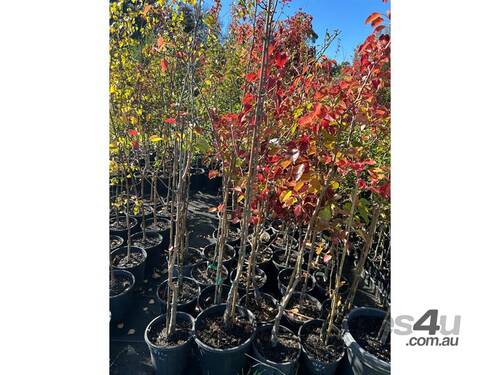 20 X ORNAMENTAL CAPITAL PEARS (PYRUS CALLERYANA)