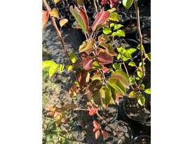 11 X ORNAMENTAL CAPITAL PEARS (PYRUS CALLERYANA) - picture0' - Click to enlarge