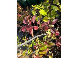 11 X ORNAMENTAL CAPITAL PEARS (PYRUS CALLERYANA) - picture1' - Click to enlarge