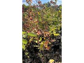 20 X MIXED TREES INCL FRUITING PEARS & APPLES - picture0' - Click to enlarge