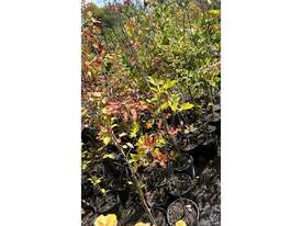 20 X MIXED TREES INCL FRUITING PEARS & APPLES - picture0' - Click to enlarge