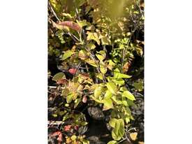 20 X MIXED TREES INCL FRUITING PEARS & APPLES - picture2' - Click to enlarge