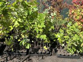 68 X TULIP TREES (SMALL) - picture0' - Click to enlarge